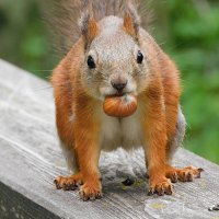 Белка :: Лина 