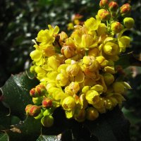 Магония зацветает :: Людмила Смородинская