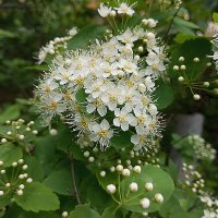 Спирея :: Елена Семигина