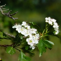Боярышник цветёт :: Валентин Семчишин