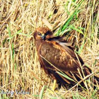 Чёрный коршун :: Николай Волков