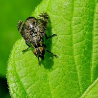 пластинома :: Ivan Vodonos