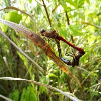 В КРАЇНІ ДРІМУЧИХ ТРАВ. :: Ivan Vodonos