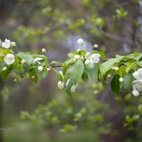 Ветка яблони :: Александр Синдерёв