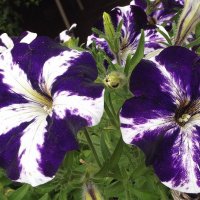 Петунии :: Freddy 97