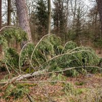 Жизнь леса... :: Николай Гирш Жизнь леса... :: Николай Гирш