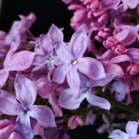 Пять лепестков.... счастливый :: Валентина Богатко 