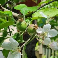 Мамина яблонька :: Наталья 