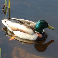 Селезень :: Елена Минина Селезень :: Елена Минина