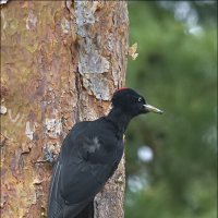 Самка :: Андрей Медведев