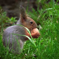 Белочка и крепкий орешек :: Николай Соколухин Белочка и крепкий орешек :: Николай Соколухин