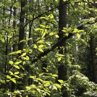 Майская зелень. :: Любовь 