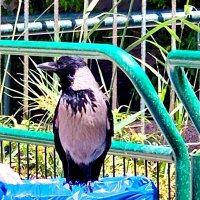 В ОЖИДАНИИ ОБЕДА :: Анатолий Малобродский В ОЖИДАНИИ ОБЕДА :: Анатолий Малобродский