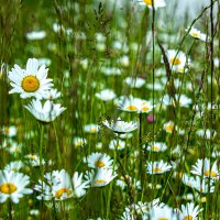 Луговые травы. :: Lucy Schneider Луговые травы. :: Lucy Schneider