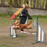 Аджилити :: Анатолий Шумилин