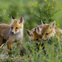 *** :: Валерий Черняк *** :: Валерий Черняк