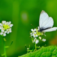 из снятого  вчера  2 :: Александр Прокудин