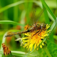 из снятого  вчера  4 :: Александр Прокудин
