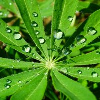 Капли дождя на листе люпина. :: Милешкин Владимир Алексеевич 