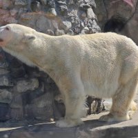 Белый медведь :: <<< Наташа >>>