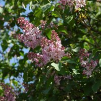 Сирени цвет (3) :: Елена Пономарева