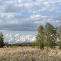 Три берёзки :: Натали Королева