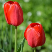 Красные) :: Татьяна Лютаева Красные) :: Татьяна Лютаева