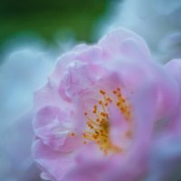 Кустовые розы :: Дмитрий Кустовые розы :: Дмитрий