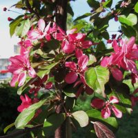 Май ! :: Елена Шаламова