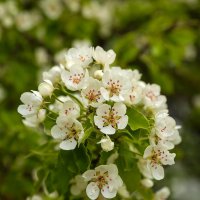 Груша цветет :: Анатолий Шумилин