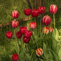 Время тюльпанов. :: Петр Беляков