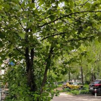 Транспортное средство вне зоны парковки. :: Ольга 