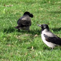 Может отнять её добычу?! :: Ирина Олехнович