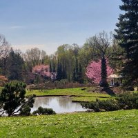 В Японском саду . :: ИРЭН@ .