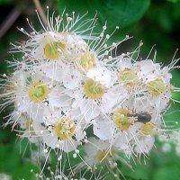 Спирея :: Елена Семигина