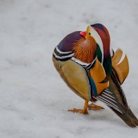 Заморский красавец. :: Sergey (Apg)