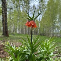 Рябчик императорский. :: Ольга Довженко