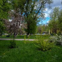 Весеннее цветение на улице :: Александр Синдерёв Весеннее цветение на улице :: Александр Синдерёв