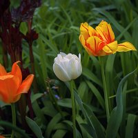 фОТОЗАРИСОВКА :: Владимир Кроливец фОТОЗАРИСОВКА :: Владимир Кроливец