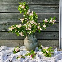 Цветет дичок) :: Альбина 