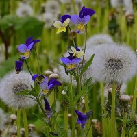 ....эстафета... :: Aleksandr Gal