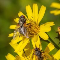 Краски лета. :: Алексей Трухин