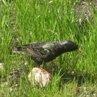 Скворушка :: Дмитрий Никитин