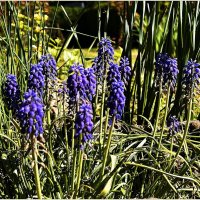 Мускарики Ландшафтного парка. :: Валерия Комова