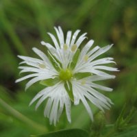 Бахромчатолепестник лучистый :: Anna Ivanova Бахромчатолепестник лучистый :: Anna Ivanova