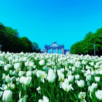 Море белых тюльпанов в Парке Пятидесятилетия :: Aida10 