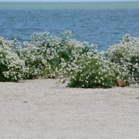 Нежность :: Татьяна Евдокимова