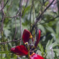 2 в 1 :: Lyubov Busova