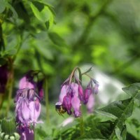 обед :: Lyubov Busova