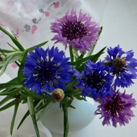 Васильки :: Татьяна Смоляниченко Васильки :: Татьяна Смоляниченко